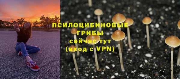 прущие грибы Белокуриха